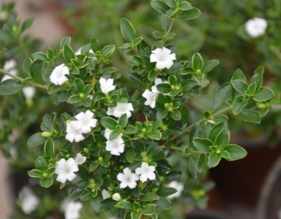 六月雪為什么不開花，三種原因以及解決辦法