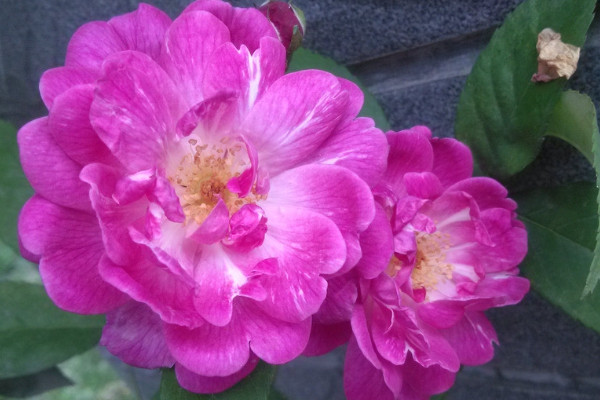 薔薇花好養(yǎng)嗎