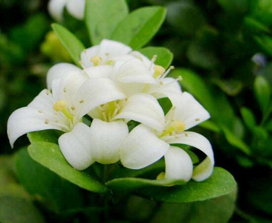 九里香怎么繁殖，九里香扦插繁殖方法