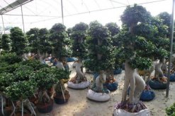 榕樹盆景掉葉子，四種原因以及處理方法