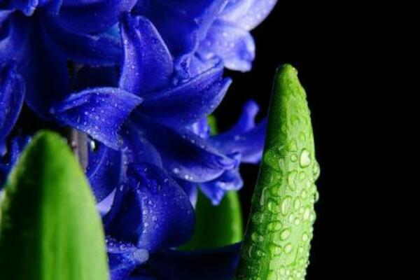 風(fēng)信子的花語(yǔ)和寓意