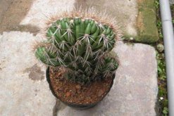 仙人球是怎樣繁殖的，有扦插/嫁接/播種三種方法