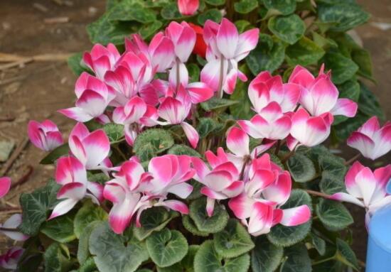 仙客來(lái)花期需施什么肥，做好薄肥少施原則(磷鉀肥為主)