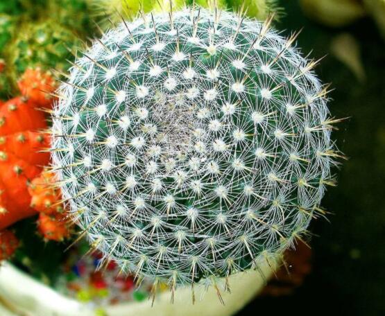 家里放仙人球是吉是兇，化解煞氣、安居樂業(yè)(吉兆)