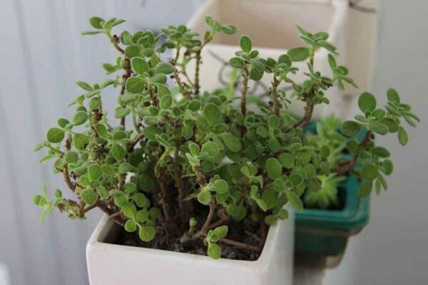 碰碰香夏天能暴曬嗎，暴曬很容易導(dǎo)致植株枯萎甚至死亡