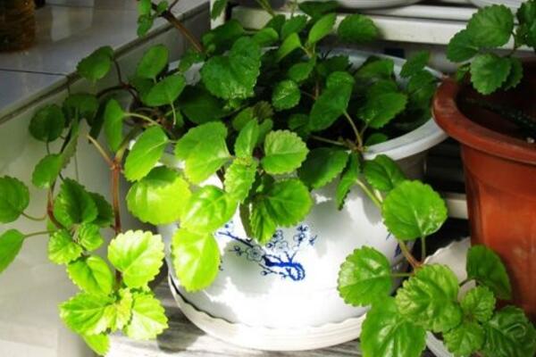 常春藤葉子長斑怎么辦，找到原因及時(shí)的處理