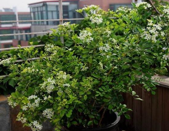 九里香盆景的養(yǎng)殖方法，做好七個(gè)基本養(yǎng)殖要點(diǎn)滿盆花香