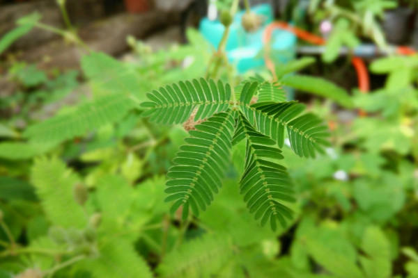 含羞草葉子發(fā)黃