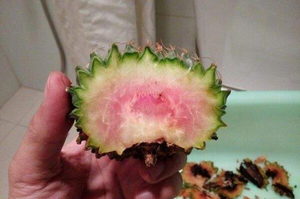 仙人球球體腐爛怎么回事，主要是日常管理的疏忽