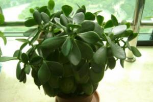 玉樹(shù)有毒嗎，玉樹(shù)能放在臥室嗎/有毒別放室內(nèi)