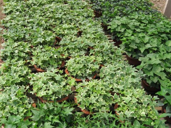 常春藤掉葉子怎么辦，四種原因以及解決辦法