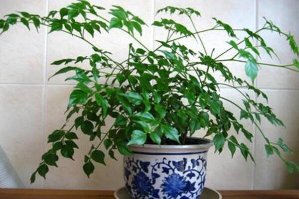 幸福樹的圖片，品種以及價(jià)值介紹