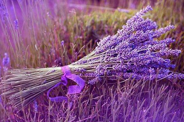哪個(gè)品種的薰衣草最好，推薦以下幾種薰衣草
