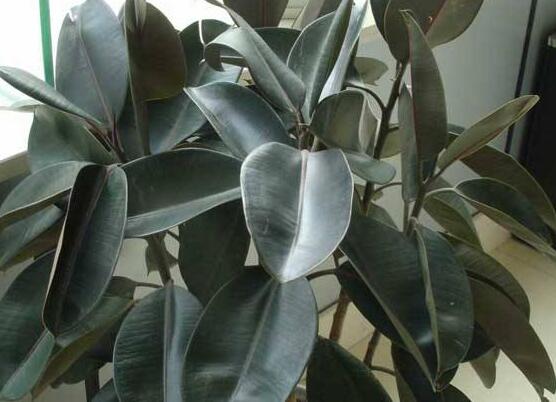 橡皮樹長黑斑怎么辦，兩種原因以及解決辦法