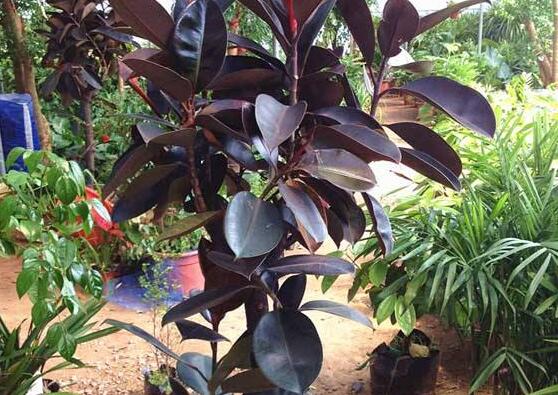 橡皮樹長黑斑怎么辦，兩種原因以及解決辦法