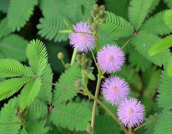 含羞草有什么功能，趣味性十足、預(yù)測(cè)天氣、凈化空氣