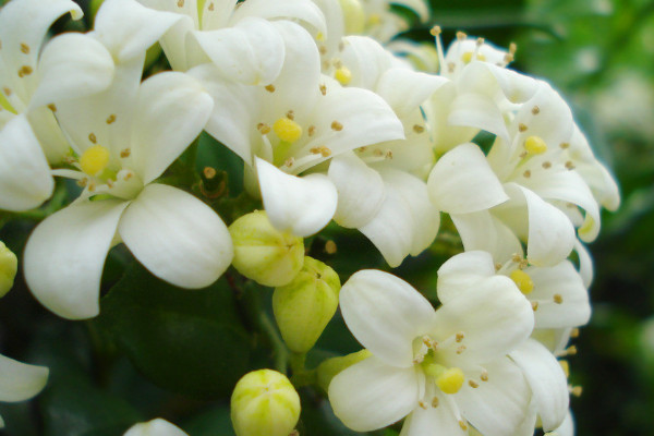 九里香為什么不結果