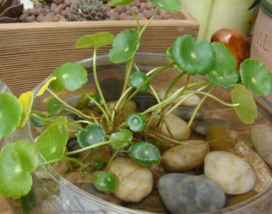 銅錢草水培怎么固定根，，擇一些小花石置于水瓶底部(美觀固定)