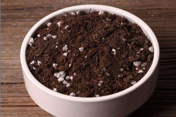 碧光環(huán)播種多久能長大，種后一星期發(fā)芽四個月長大