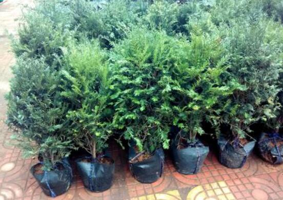 紅豆杉盆景怎么修剪，遵循兩點原則掌握六點方法