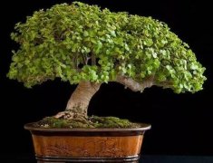 玉樹(shù)怎么修剪，玉樹(shù)的修剪方法圖解