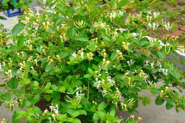 金銀花的種植方法，種子需進(jìn)行催芽處理