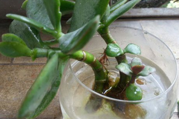 玉樹(shù)盆栽怎樣過(guò)冬