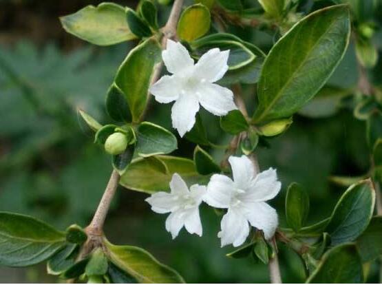 六月雪葉子發(fā)黑脫落怎么辦，做好三個(gè)要點(diǎn)即可恢復(fù)綠意