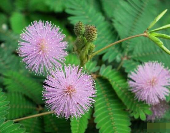 含羞草怎么養(yǎng)開花，注意盆土配置、光照充足