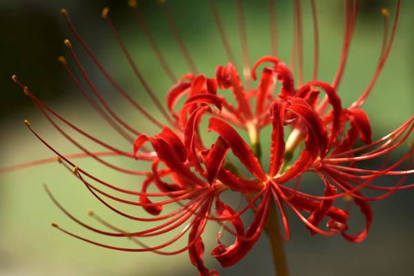 彼岸花養(yǎng)殖方法和注意事項