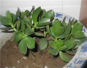 玉樹(shù)的繁殖方法，介紹葉插和枝插兩種繁殖方法