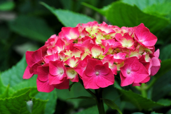 繡球花生蟲(chóng)了怎么辦