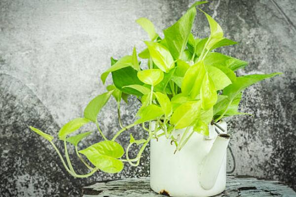 一帆風(fēng)順吸收甲醛嗎，除甲醛效果好