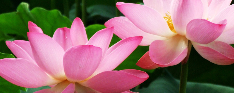 荷花養(yǎng)殖要幾個小時光照