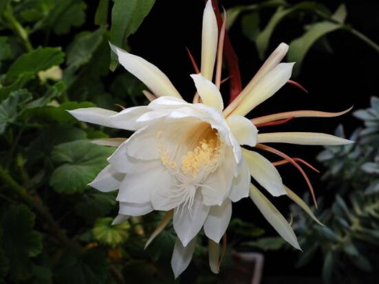 曇花的病蟲害及其防治，詳解四種病蟲害防治大全