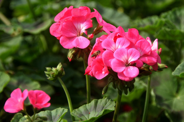 石臘紅怎么養(yǎng)，不可接受強(qiáng)度過高的光照滋養(yǎng)