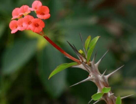 虎刺梅的養(yǎng)殖方法，老農(nóng)總結(jié)六大最實用基本養(yǎng)殖技巧