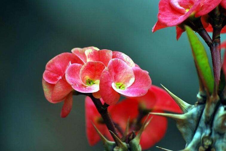 虎刺梅花期，養(yǎng)的好一年四季都可以開花