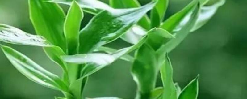 幸運(yùn)竹和富貴竹的區(qū)別