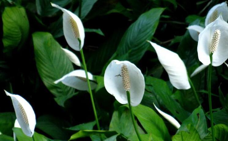一帆風(fēng)順花葉子發(fā)黃怎么辦，及時(shí)采光施肥可以挽救葉子發(fā)黃