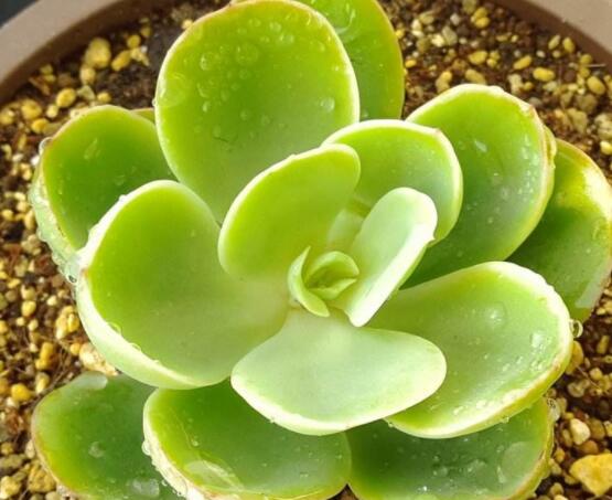 寶石花怎么繁殖，老農(nóng)總結(jié)四種繁殖方法(播種繁殖簡單易學(xué))