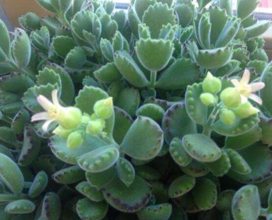 熊童子什么時(shí)候開花，基本上都是在夏末秋初開花