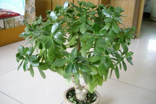 燕子掌怎么養(yǎng)長(zhǎng)得快，分析燕子掌養(yǎng)殖6大技巧