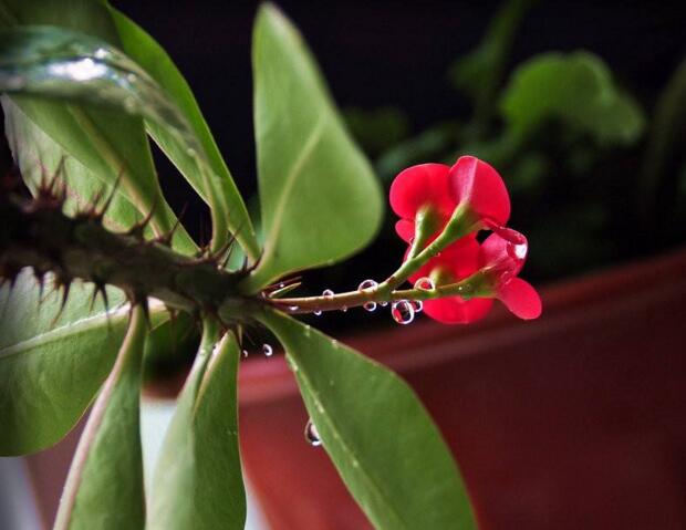 虎刺梅開花有毒嗎，有毒/家中有小孩的最好不要栽種