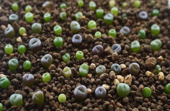 生石花怎么種植，做好六個(gè)步驟盆盆爆滿