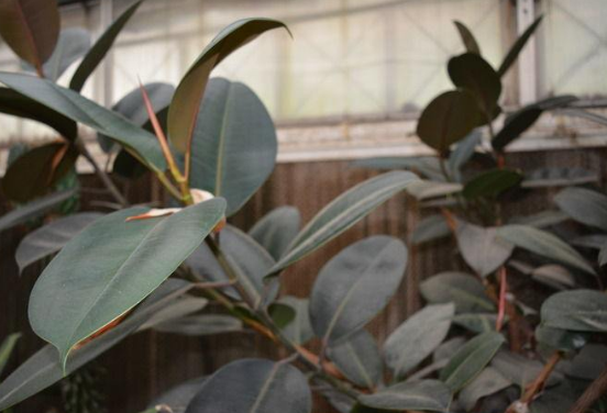 橡皮樹放在哪里旺風(fēng)水，盤點四個最佳位置(客廳/書房/陽臺/玄關(guān))