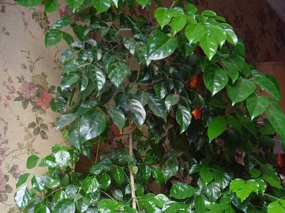 幸福樹水生根技巧，做好四點(diǎn)步驟即可水培爆盆