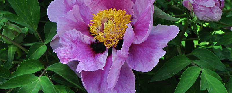 初冬牡丹移栽技術(shù)