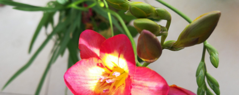 長壽花開花花敗后怎么養(yǎng)