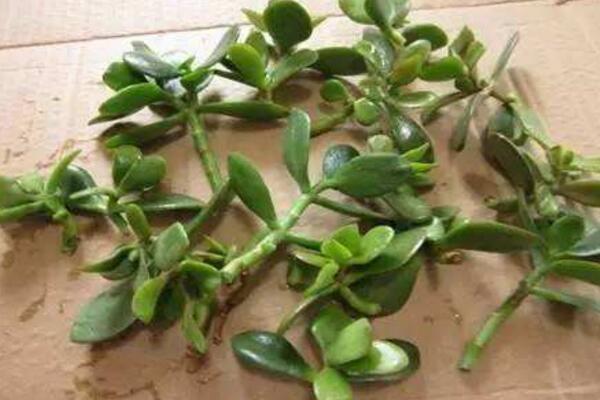 玉樹爛根了怎么辦該如何挽救，原因以及解決方法